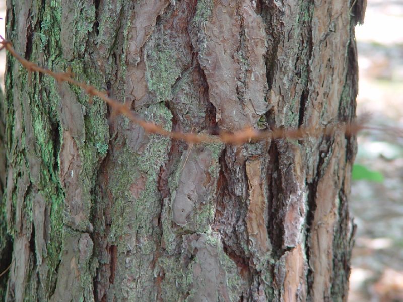 Sobibor Barb wire around a tree
